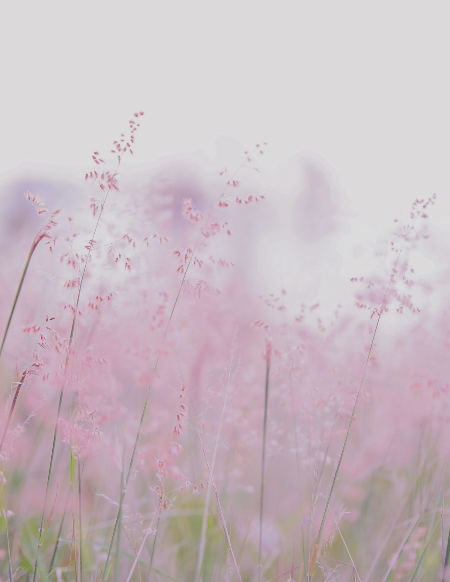 Pink Meadow Spring Stationery Set – 30 Sheets | 8.5 x 11 in Floral Writing Paper