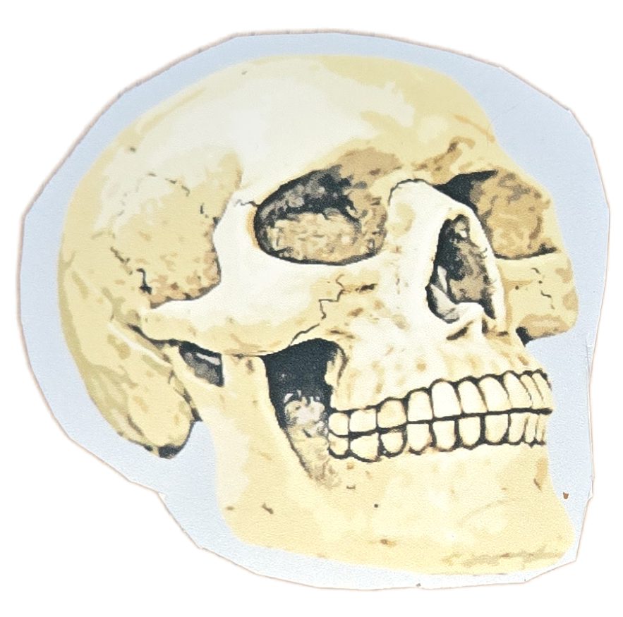 Ancient Echoes: The Ancestral Skull Sticker