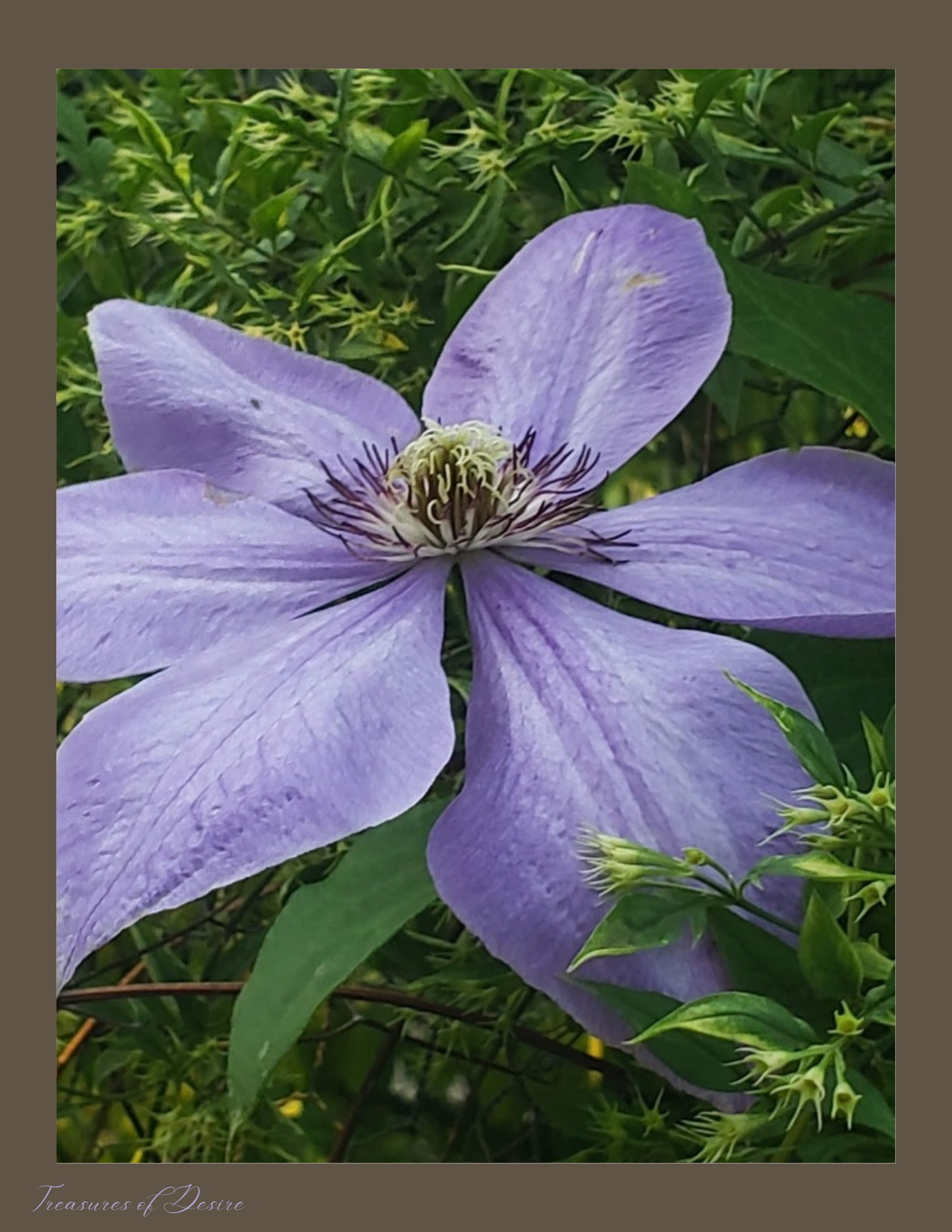 Clematis Stationary Set Digital Download