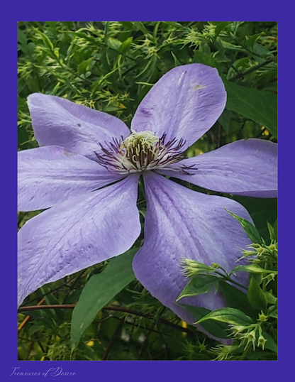 Clematis Stationary Set Digital Download