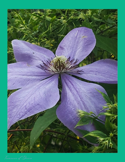 Clematis Stationary Set Digital Download