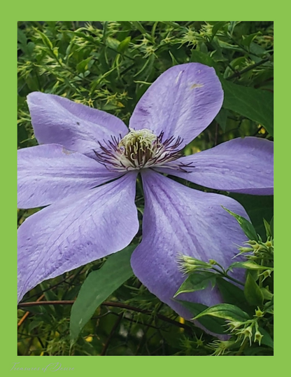 Clematis Stationary Set Digital Download